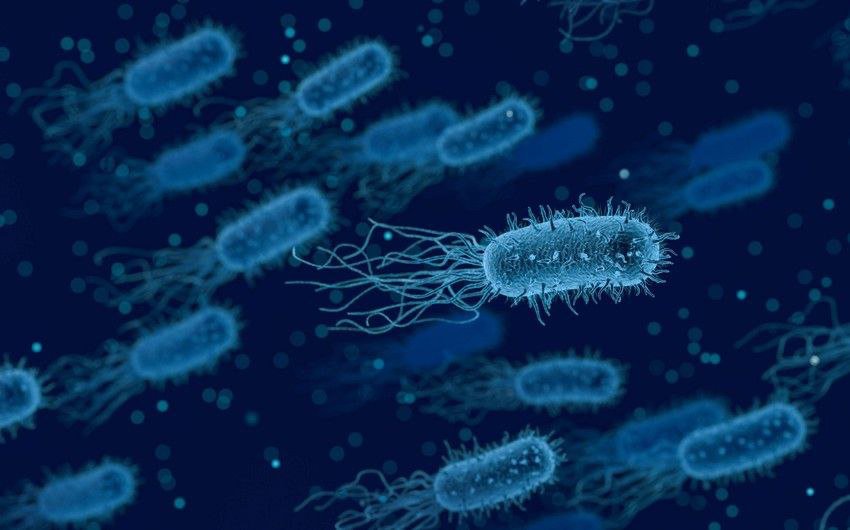 Əgər bakteriyalar ölümsüz olsaydı, 40 saat ərzində başımıza qədər bakteriyalarla basdırılacaqdıq?