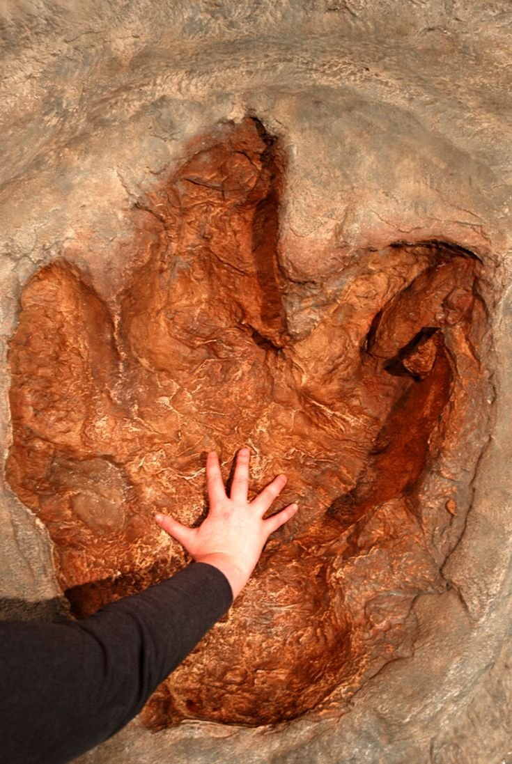 Boliviyada nəhəng dinozavr izləri aşkarlanıb