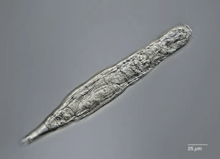 Sibirdə 24 min il donmuş qalan mikroskopik heyvan yenidən dirilib