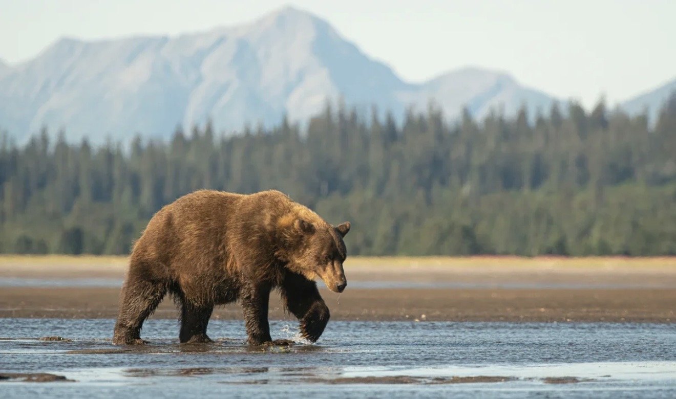 Alyaskada ayı iki hərbçiyə hücum edib
